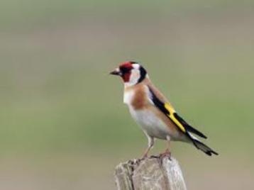 BLOEMPUTTER 2025 beschikbaar voor biedingen