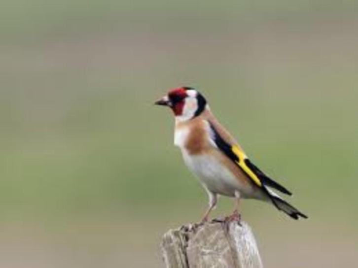 BLOEMPUTTER 2025, Dieren en Toebehoren, Vogels | Overige Vogels, Wildzangvogel, Meerdere dieren, Tam, Geringd