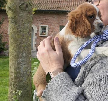 cavalier king charles spaniel  kleuterpups 