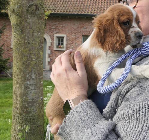 cavalier king charles spaniel  kleuterpups, Dieren en Toebehoren, Honden | Chihuahua's en Gezelschapshonden, Reu, Overige rassen