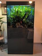 Aquarium, Enlèvement, Comme neuf, Aquarium d'eau douce rempli