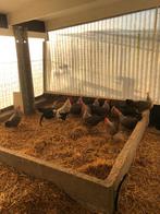 broedeieren van de Leghorn Zilverpatrijs nederlands type, Dieren en Toebehoren, Geslacht onbekend, Kip