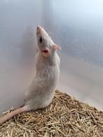 Ratjes, Dieren en Toebehoren, Vrouwelijk, Rat, Tam
