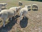 dekram, Dieren en Toebehoren, Schaap
