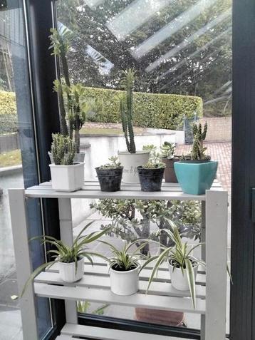 Kamerplanten/Euphorbia/Chlorophytum/Opuntia/Crassula  beschikbaar voor biedingen
