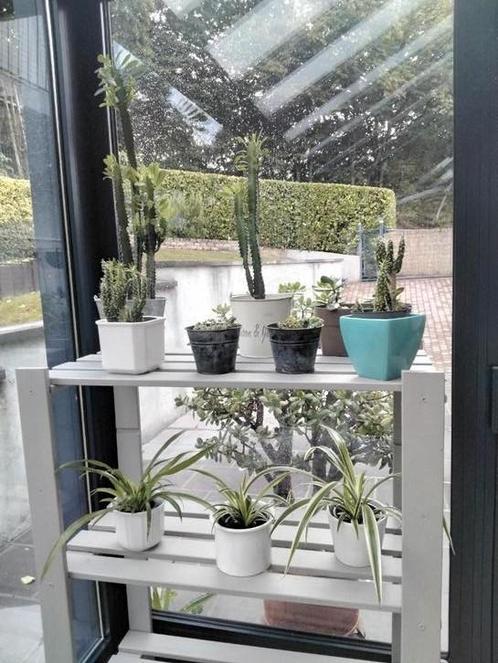 Kamerplanten/Euphorbia/Chlorophytum/Opuntia/Crassula, Huis en Inrichting, Kamerplanten, In pot, Ophalen