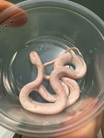 Pantherophis guttatus amel palmetto femelle, Animaux & Accessoires, Reptiles & Amphibiens | Accessoires, Enlèvement