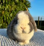 Prachtige minilop ram, Dieren en Toebehoren, Konijnen, Mannelijk, Dwerg, Hangoor, 0 tot 2 jaar