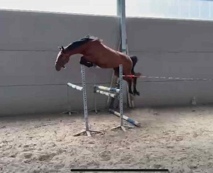 4 Jarig springpaard merrie te koop, Animaux & Accessoires, Chevaux, Jument, B, 165 à 170 cm, 3 à 6 ans, Cheval de saut, Avec pedigree