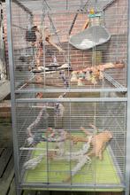 Cage pour perroquet avec éléments prix à discuter, Divers, Enlèvement ou Envoi, Utilisé