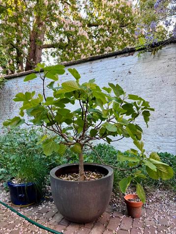 Vijgenboom (ficus)  beschikbaar voor biedingen