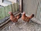 2 Doornikse kriel hennen, Dieren en Toebehoren, Vrouwelijk, Kip