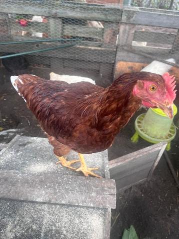Leghennen 3 stuks rhode island red beschikbaar voor biedingen