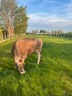 Jerseykoe te koop, Dieren en Toebehoren