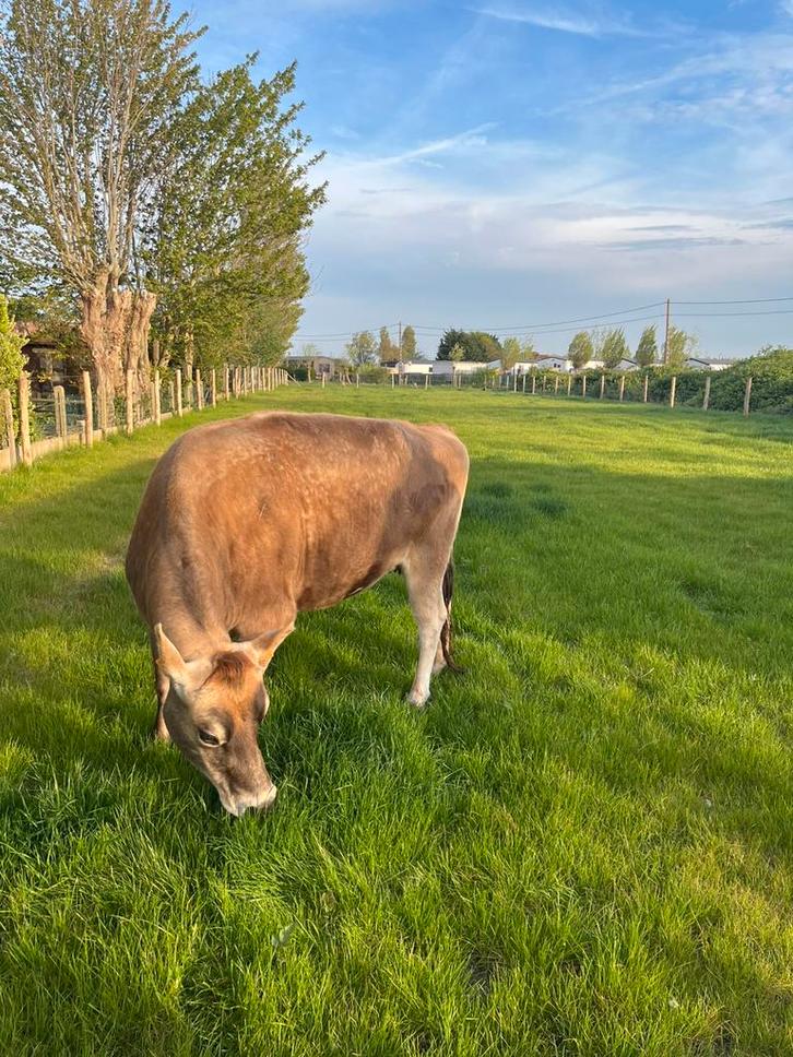 Jerseykoe te koop, Dieren en Toebehoren, Runderen