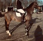 Springpaard te koop, Dieren en Toebehoren, Merrie, Z, Springpaard