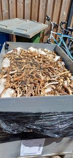 Grote partij ree geweien €0,95 ps reebok opgezette dieren, Ophalen of Verzenden