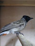 Roodbuikbuulbuul, Animaux & Accessoires, Oiseaux | Oiseaux Autre, Mâle