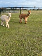 Drachtige merries te koop, Dieren en Toebehoren, April, Meerdere dieren