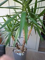 grote kamerplant, Tuin en Terras, Planten | Tuinplanten, Ophalen