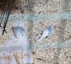 Diamantduif, Dieren en Toebehoren, Vogels | Overige Vogels