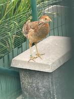 Goudfazanten, Overige soorten