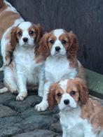 Cavalier King Charles Spaniël pups, Dieren en Toebehoren, Parvo, België, Fokker | Hobbymatig, 8 tot 15 weken