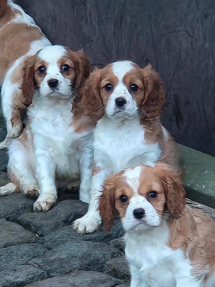 Cavalier King Charles Spaniël pups, Dieren en Toebehoren, Honden | Retrievers, Spaniëls en Waterhonden, Meerdere dieren, Spaniël