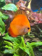 Discus, Vis, Zoetwatervis