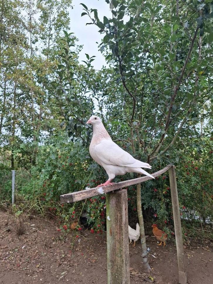 Jonge Texan koppels, Dieren en Toebehoren, Vogels | Duiven