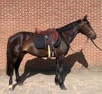 Lieve brave ruin, Dieren en Toebehoren, Minder dan 160 cm, B, Gechipt, Ruin