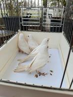 Raza Espagnol Kanaries GERESERVEERD, Dieren en Toebehoren