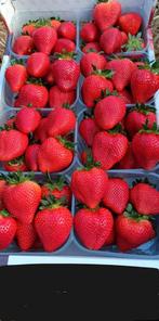 Fraise Belge, Tuin en Terras, Planten | Fruitbomen, Ophalen of Verzenden
