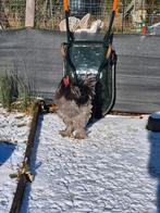 Kuikens brahma van af maart (WACHTLIJST), Dieren en Toebehoren, Pluimvee, Meerdere dieren, Kip