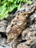 Pine island white collar ongesext