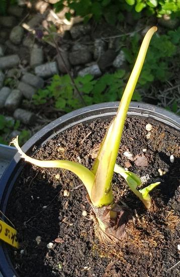 Colocasia Jack's Giant beschikbaar voor biedingen