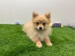 Dwergkees pups, Dieren en Toebehoren, België, Keeshond, 8 tot 15 weken, CDV (hondenziekte)