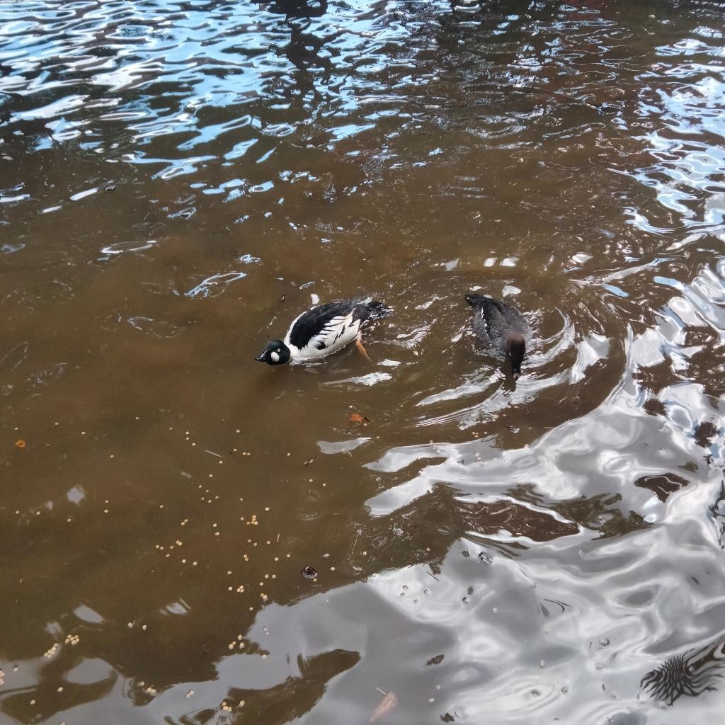 Eenden, Dieren en Toebehoren, Vogels | Overige Vogels, Meerdere dieren, Wildzangvogel, Geringd