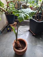 Alocasia (oreille d'éléphant), Jardin & Terrasse, Enlèvement