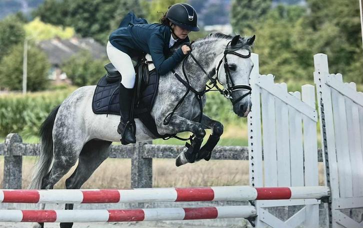 Chic hongre type welsh, Animaux & Accessoires, Poneys, Hongre, L, Poney D (1.37 m à 1.48m), Poney de saut, 7 à 10 ans, Avec pedigree