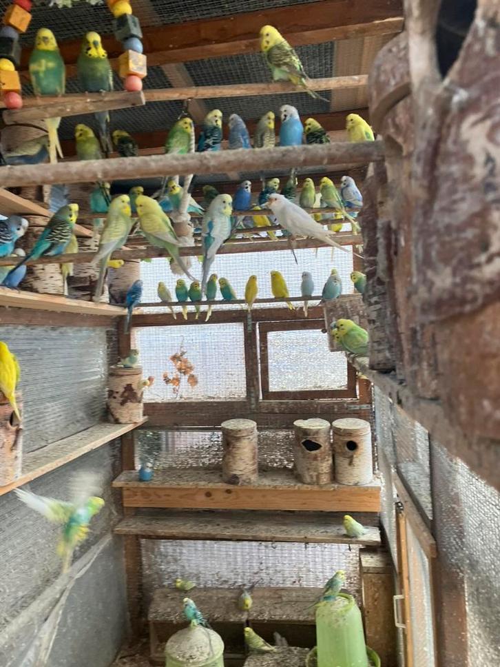 KWEEKRIJPE WINTERHARDE  GRASPARKIETEN VANAF 20 EURO/KOPPEL, Animaux & Accessoires, Oiseaux | Perruches & Perroquets, Perruche