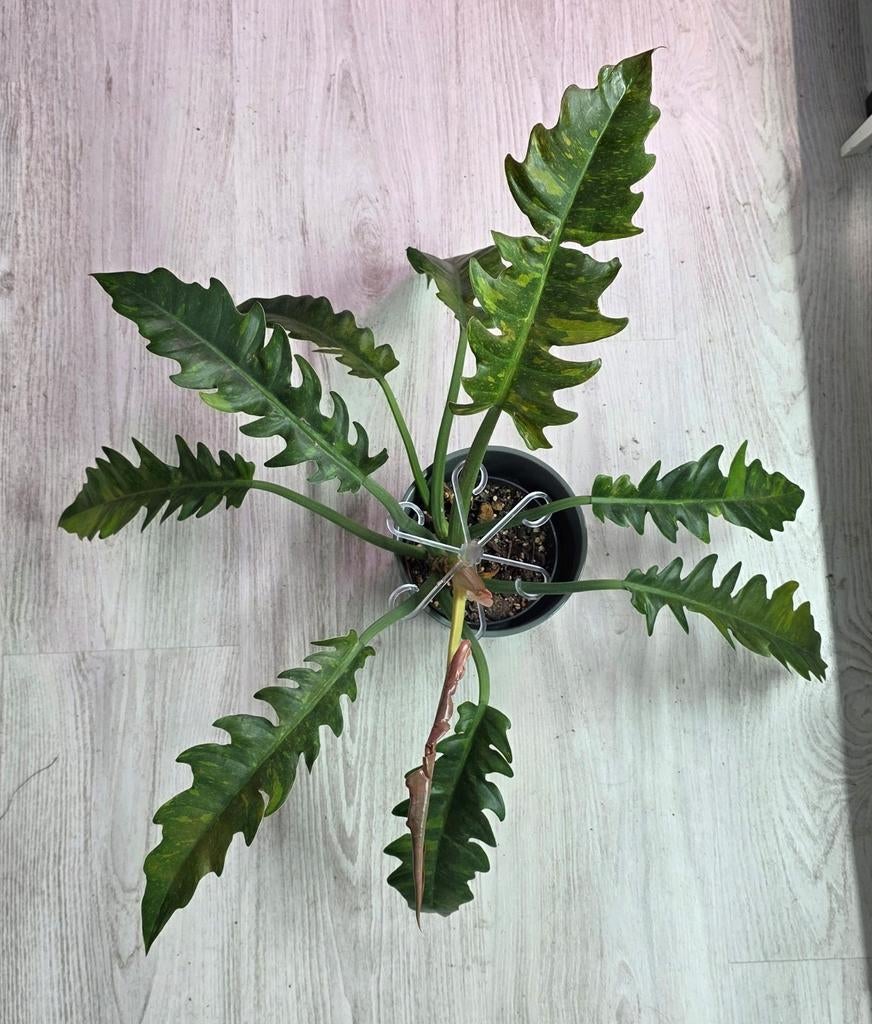 Philodendron ring of fire, Enlèvement