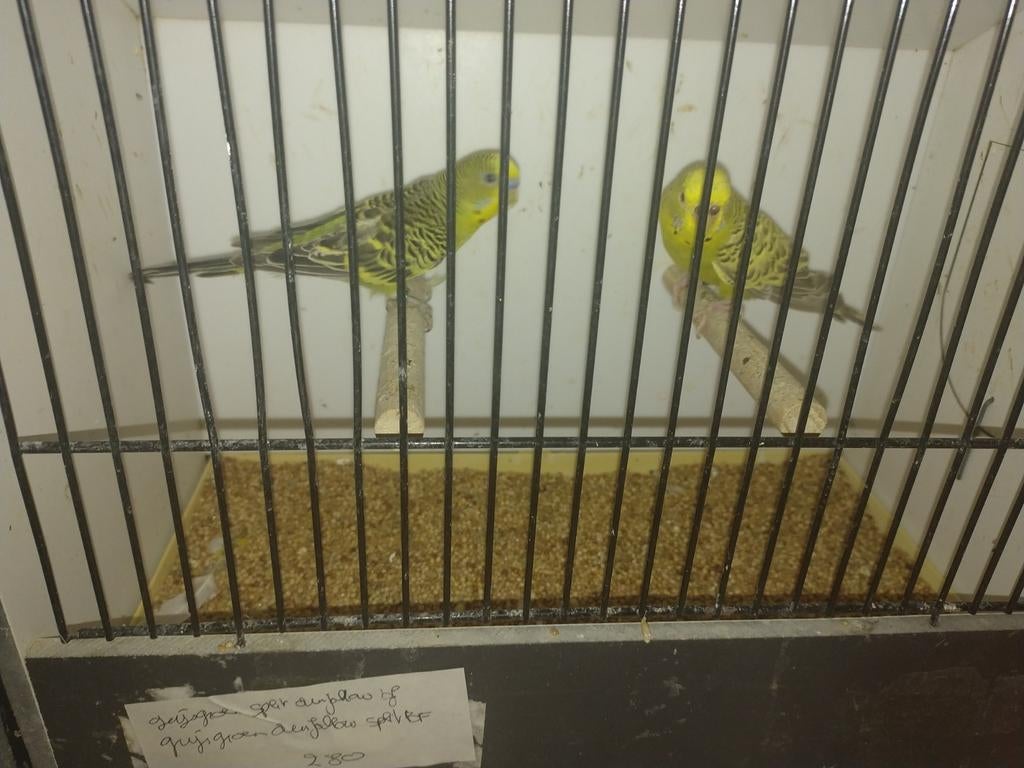 Kleurgrasparkieten volledige stopzetting soort