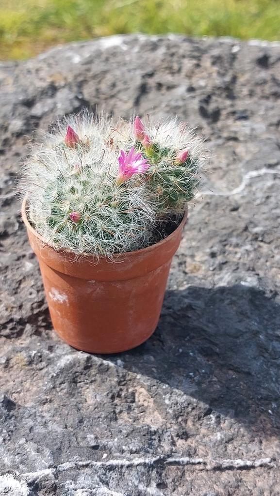 Cactus Mammilaria bocasana., page 6. En fleurs, Maison & Meubles, Plantes d'intérieur, Cactus, Enlèvement