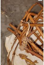 5 maand oud wimper gecko+ terrarium, Dieren en Toebehoren, Met terrarium, 0 tot 2 jaar