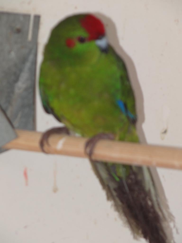 Kakarikie, kakariki, Animaux & Accessoires, Oiseaux | Perruches & Perroquets, Bagué