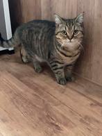 Britse korthaaf Black golden chinchilla, Plusieurs animaux, Vermifugé, 0 à 2 ans