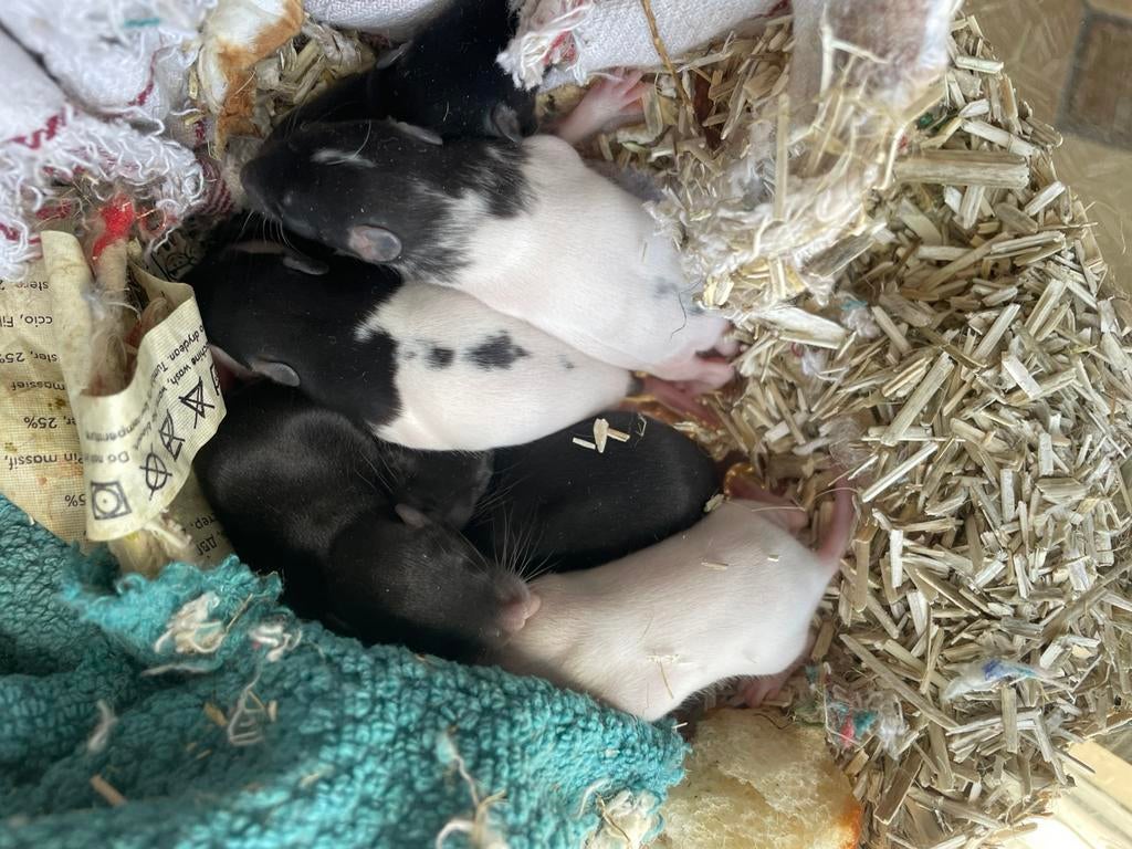 Ratons porteur dumbo, Animaux & Accessoires, Rat, Février, Domestique, Plusieurs animaux