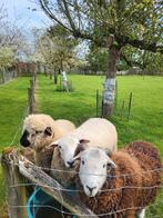 Drie jaarling rammen te koop, Dieren en Toebehoren, Schapen, Geiten en Varkens, Mannelijk, Schaap, 0 tot 2 jaar