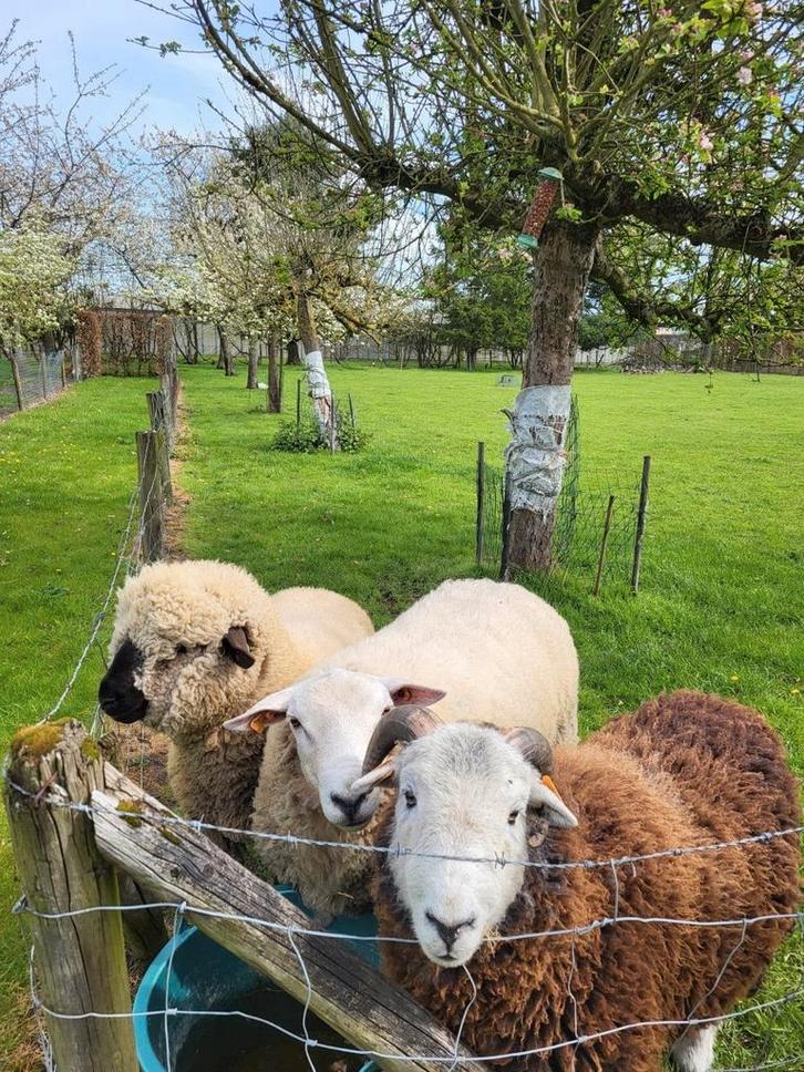 Drie jaarling rammen te koop, Animaux & Accessoires, Moutons, Chèvres & Cochons, Mouton, Mâle, 0 à 2 ans